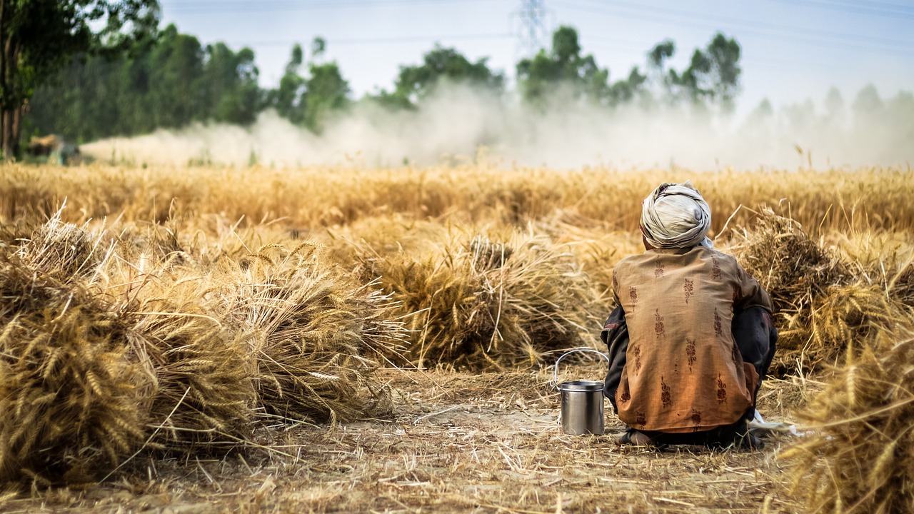 farmer, wheat, crop-2260636.jpg